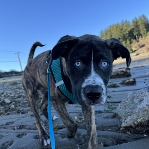 Fundraising Page: Emily Boucher